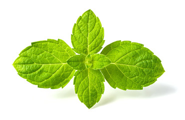 fresh Scotch spearmint leaves isolated on white © Amy Lv
