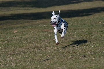 Dalmatian dog running on the grass outdoor. Selective focus