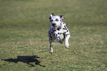 Dalmatian dog running on the grass outdoor. Selective focus