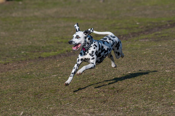 Dalmatian dog running on the grass outdoor. Selective focus