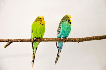 Two budgerigars sitting on the twig