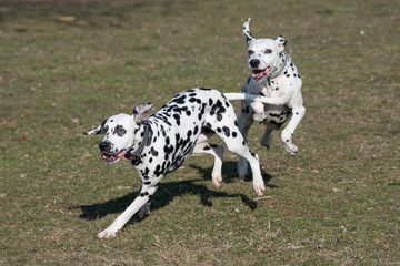 Two young beautiful Dalmatian dogs running. Selective focus