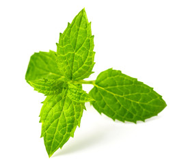 fresh speramint leaves isolated on white