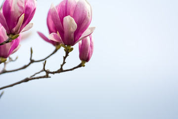 Fototapeta na wymiar Horizontal View of Close Up of Flowered Magnolia Branch On Blur Background