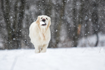 golden retriever dog running in the snow