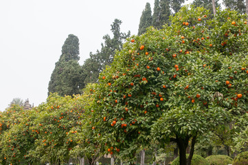 Seville Oranges