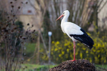 Cignogne alsacienne