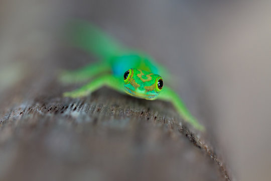 Grüner Seychellen Gecko 