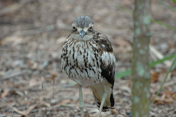 bel oiseau