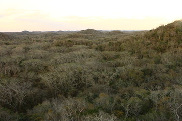 Landscape above canopy 