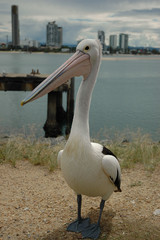 Pelicans sur la gold coast australienne
