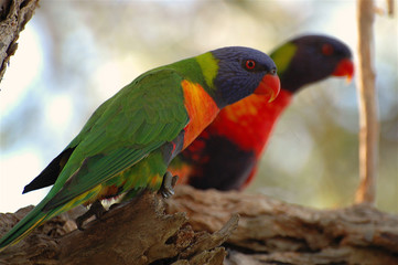 perroquet (loriquet) en Australie