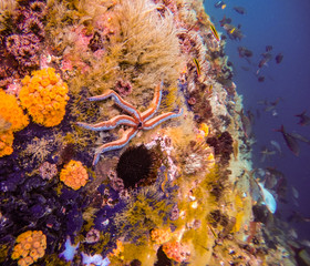 Starfish on Coral Reef