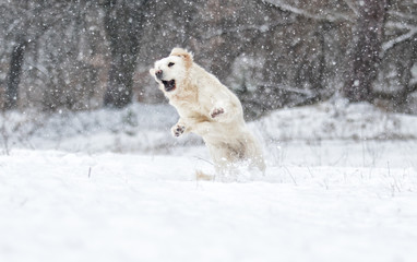 Obraz premium golden retriever dog jumping on snow