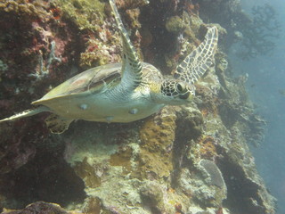 Swimming Turtle
