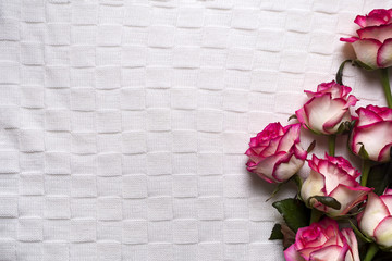 Roses frame on white background