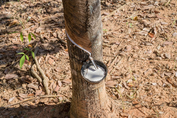 Tapping rubber tree for white latex