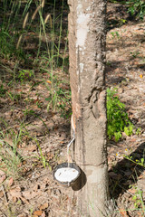Tapping rubber tree for white latex
