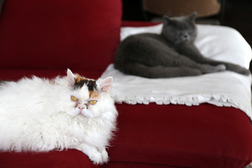 Zwei Katzen, Britisch Kurzhaar und Selkirk Rex auf dem Sofa liegend