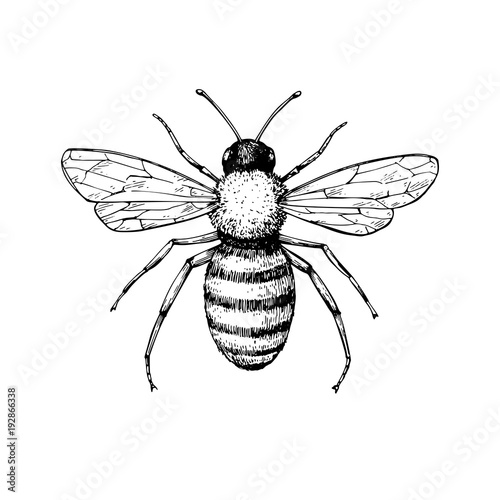 How To Draw Honey Bee How To Draw Honey Bee