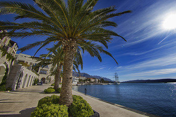 Fototapeta na wymiar Palm trees in Porto Montenegro