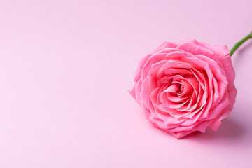 Fototapeta na wymiar Rose flower on pink background. Copy space.