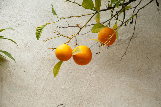 Orange Trees In Seville