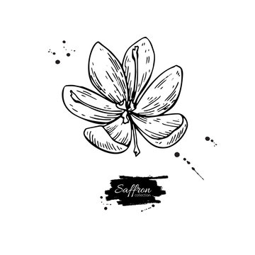 Saffron flower vector drawing. Hand drawn herb and food spice.