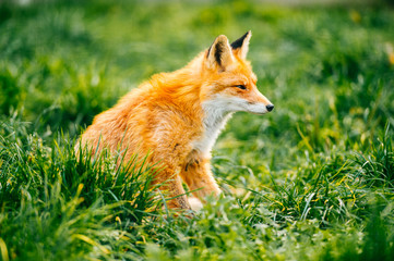 Portrait of young little red fox sitting on green grass at wild nature outdoor. Furry puppy animal life. Predator in countryside. Fauna lifestyle. Muzzle of lovely beautiful creature. Tender and kind.