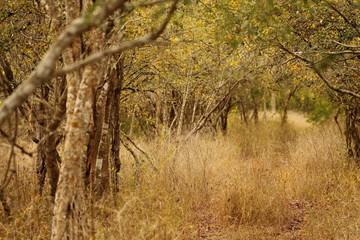 path with grass in atumn forest