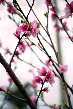 Sakura blossom. 