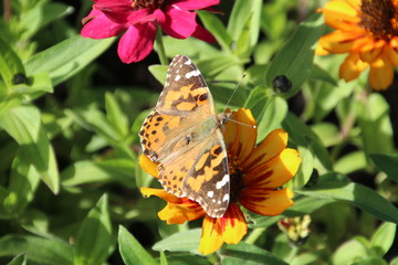Butterfly In The Cascade Gardens, Banff National Park, Alberta