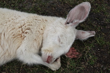 white kangaroo resting on green grass
