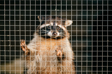 Poor pity raccoon suffering in zoo and trying to get out of cage. Portrait of mammal funny animal standing on back paws and looking different directions. Wildlife in Eastern Europe. Spiny thorn fur.