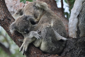 Wild koala cares for her baby in lovely gesture