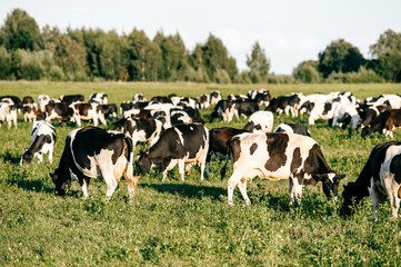Fototapeta premium Herd of black and white cows in summer sunny field in countryside on pasture. Funny mammal animals wildlife outdoor at nature on green field. Livestock and cattle breeding. Agriculture at farm.