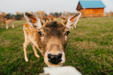 Group of roe deers wildlife in zoo outdoor in summer. Doe and fawn in Eatern Europe nature territory. Mammal  beautiful animals habits. Big deer family outdoor eating grass. Herbivore lifestyle.