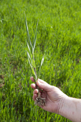 wheat in field in spring