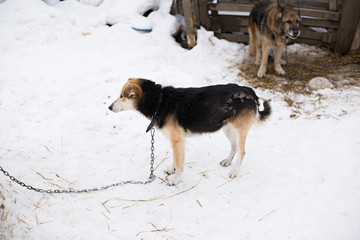 a shelter for homeless animals
