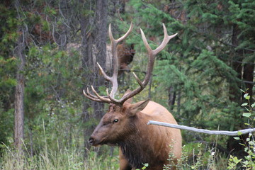 Naklejka na ściany i meble Closeup Of Bull Elk, Jasper National Park, Alberta