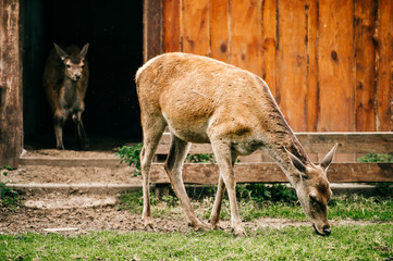 Group of roe deers wildlife in zoo outdoor in summer. Doe and fawn in Eatern Europe nature territory. Mammal  beautiful animals habits. Big deer family outdoor eating grass. Herbivore lifestyle.