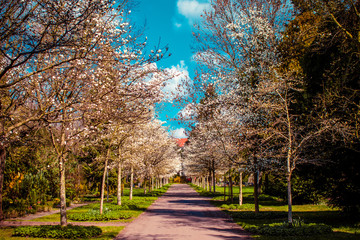 blühende Bäume in einem Park im Frühjahr bei sonnigem Wetter