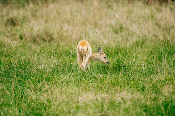 Group of roe deers wildlife in zoo outdoor in summer. Doe and fawn in Eatern Europe nature territory. Mammal  beautiful animals habits. Big deer family outdoor eating grass. Herbivore lifestyle.