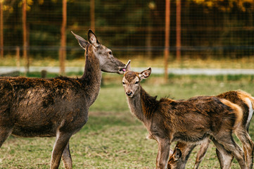 Roe deer mother cares her little helpless young child. Kind beautiful mammal family in zoo in Eastern Europe outdoor at nature in summer. Swet and lovely fawn concern. Innocent tender bimbo portrait.