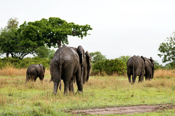 Obraz premium Wild elephants in the African savanna