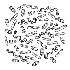 Vector black sketch bacteria isolated on white backgtound. Microbe in medical therapy. Germ illness element. Hand painted bacterium for medicine concept.