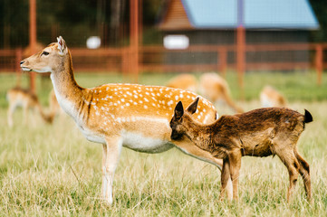 Roe deer mother cares her little helpless young child. Kind beautiful mammal family in zoo in Eastern Europe outdoor at nature in summer. Swet and lovely fawn concern. Innocent tender bimbo portrait.