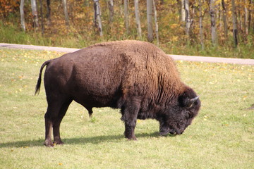 Lonely Bison, Elk Island National Park, Alberta