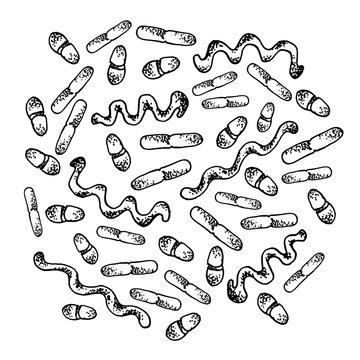 Vector black sketch bacteria isolated on white backgtound. Microbe in medical therapy. Germ illness element. Hand painted bacterium for medicine concept.