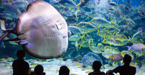 Fototapeta premium W oceanarium w Kuala Lumpur ludzie obserwują życie morskie